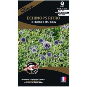 Graines de fleurs premium Echinops ritro fleurchardon bleutée et ronde