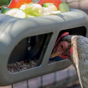 Mangeoire poules en plastique recyclé