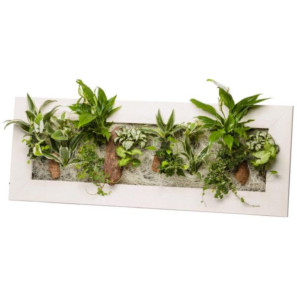 Cadre V G Tal Avec Plantes Vivantes Wallflower Bois Blanchi L X