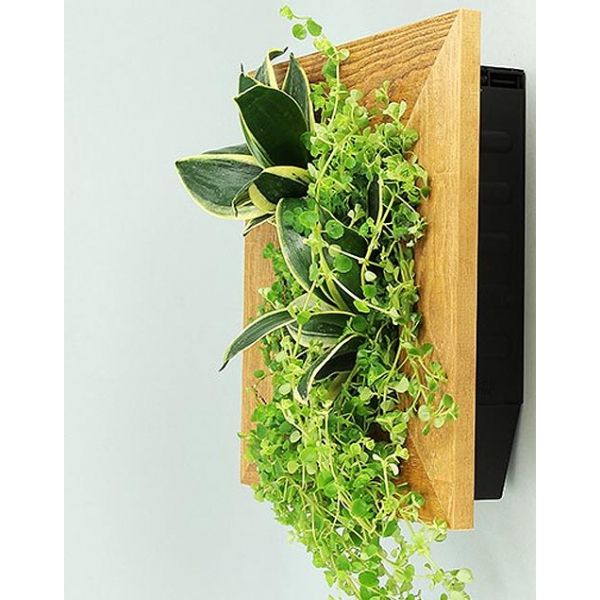 Cadre végétal avec plantes vivantes wallflower vieux bois s 31 x 51 cm