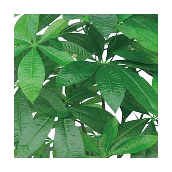 Plante artificielle Pachira 155 cm - 72,90