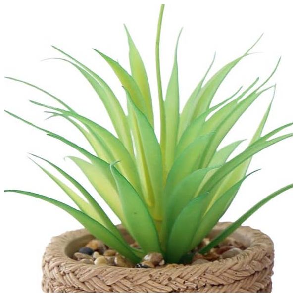 Plante succulente en pot bicolore 8 x 15 cm (Lot de 4) - SIL