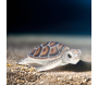Bébé tortue marine en résine - 