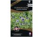 Graines de fleurs premium Echinops ritro fleurchardon bleutée et ronde