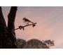 Oiseau sur pique pouillot des canaris en acier corten - METALBIRD