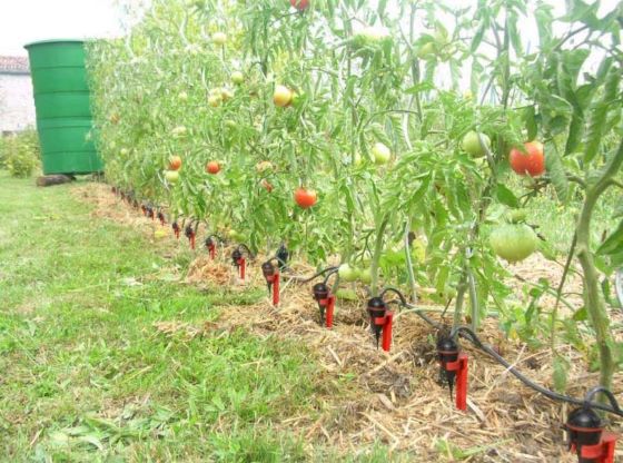 arrosage-potager-irrigation-tomates