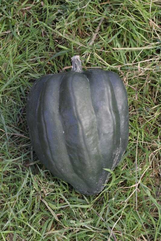 Courge cornue d'hiver ab (20 graines)