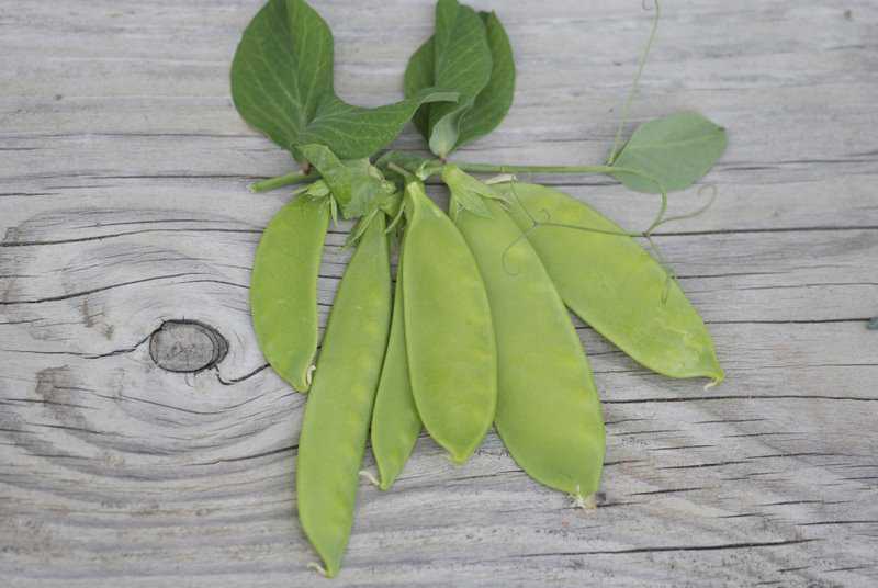 Pois nain mangetout bamby (80gr)