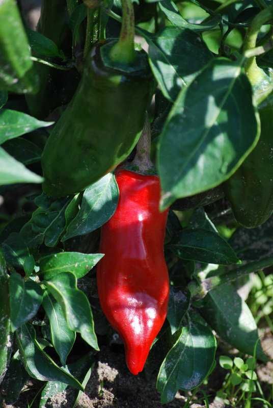 Piment de bresse ab