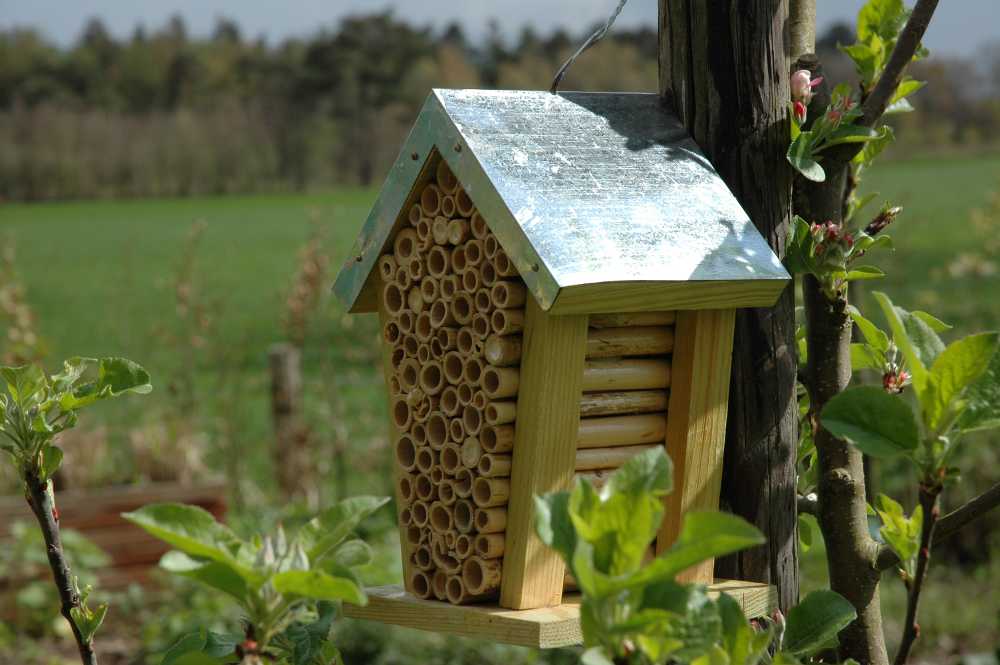 Maison avec graines pour abeilles