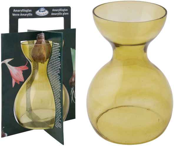 Vase pour amaryllis