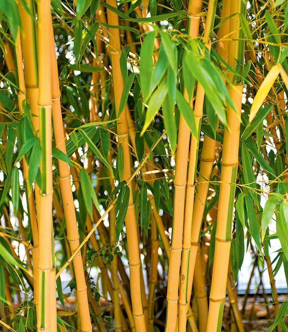 Brise-Vue de jardin en Bambou h100cm x L300cm