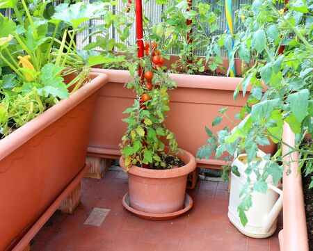 Le potager en carrés (square foot garden) - Trois fois par jour