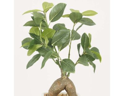 Bonsai ficus elastica pot en céramique 28 cm