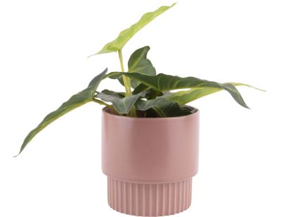 Cache pot en céramique Plant medium (Rose)