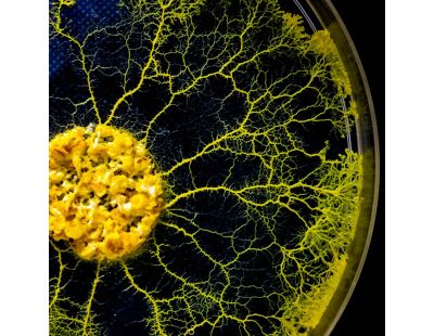 Kit d'élevage Blob Physarum polycephalum