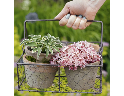 4 pots dans panier métal