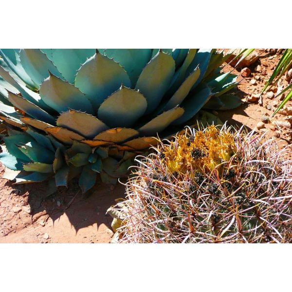 Terreau Cactus, Plantes grasses & Plantes de rocaille 10l