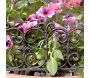 Bordure de jardin en fonte Valentine (Lot de 24) - ESSCHERT DESIGN