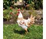 Statue de Coq en métal coloré - AUBRY GASPARD