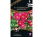 Graines de fleurs premium capucine naine Whirlybird rose