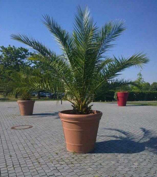 Comment transplanter son palmier?