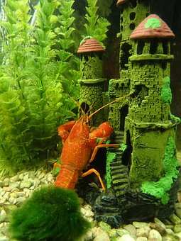 Décoration aquarium : plantes, racines, statuettes, sable