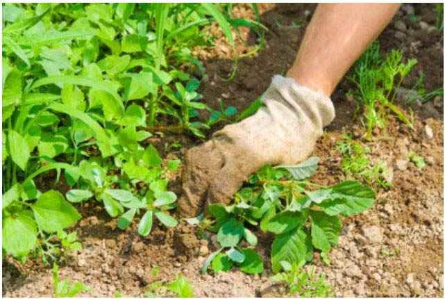 astuce-jardin-naturelle