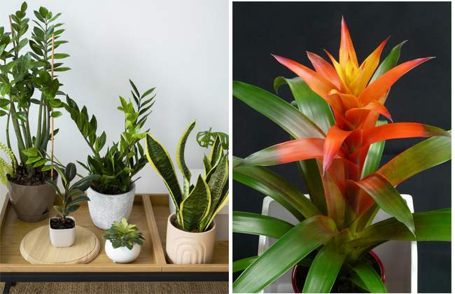 terreaux-plantes-d-interieur-vente