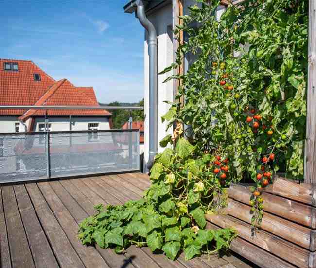 comment-faire-un-petit-potager-sur-balcon-?