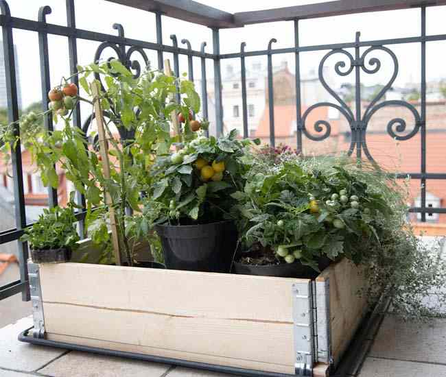 carres-potagers-balcon-achat-vente