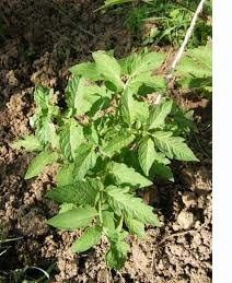 arrosage-potager-irrigation-plants-de-tomates